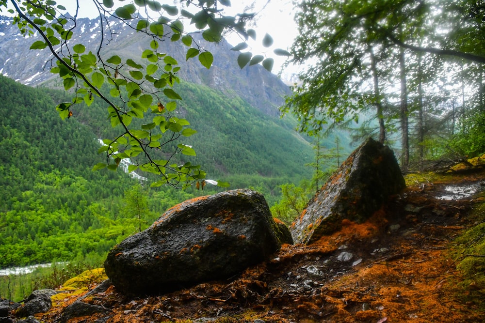 a large rock in the middle of a forest