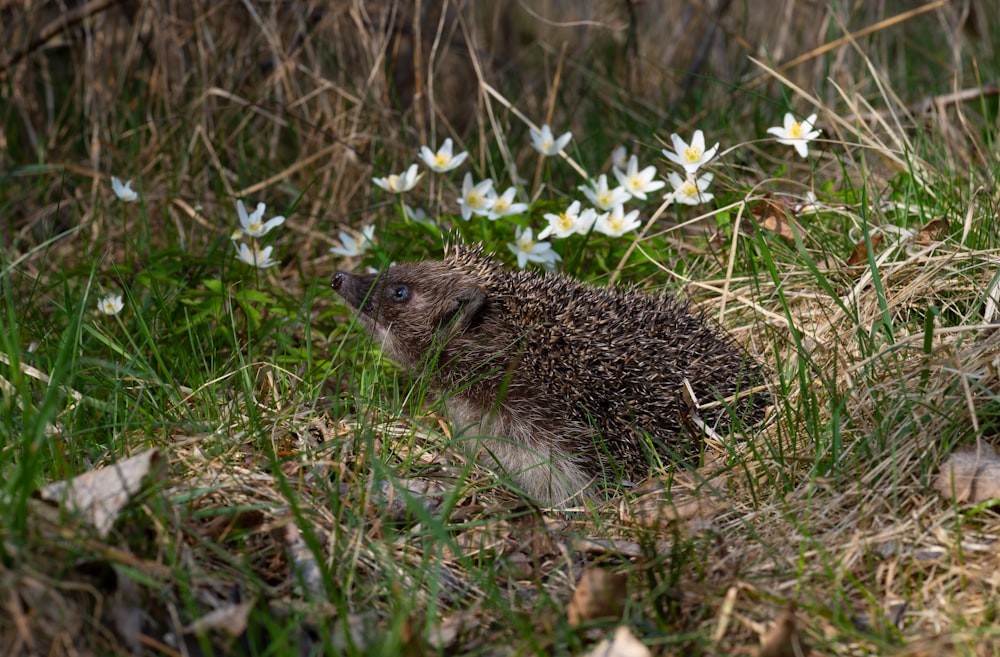 a brown animal in grass