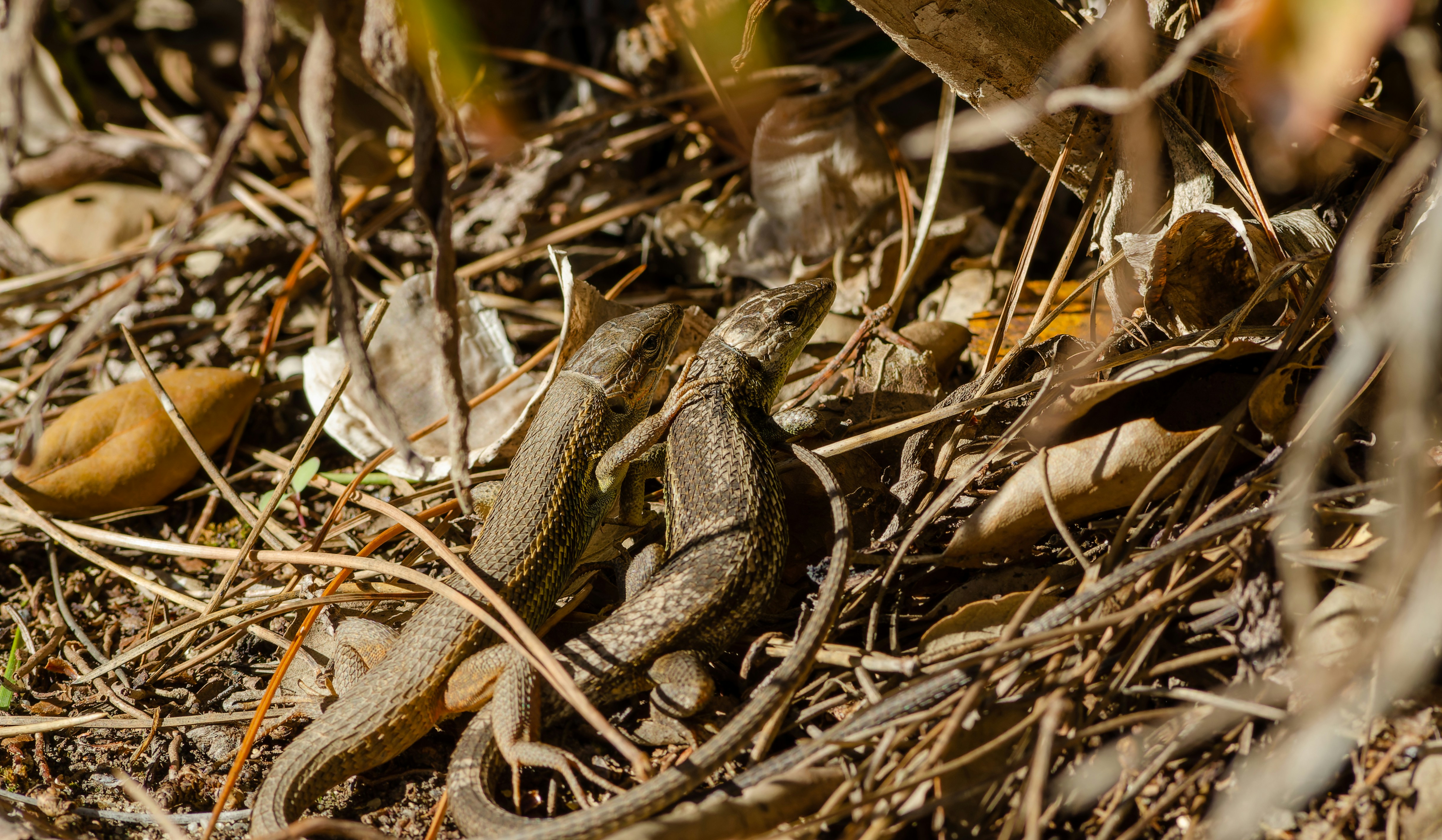 a snake in the grass