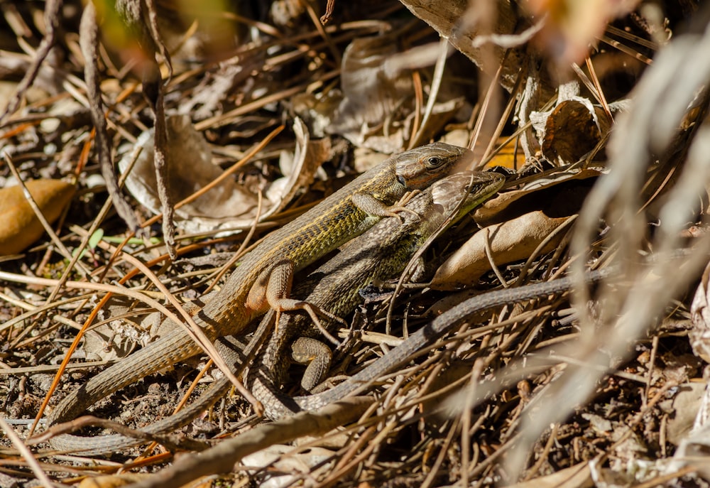 a lizard on the ground