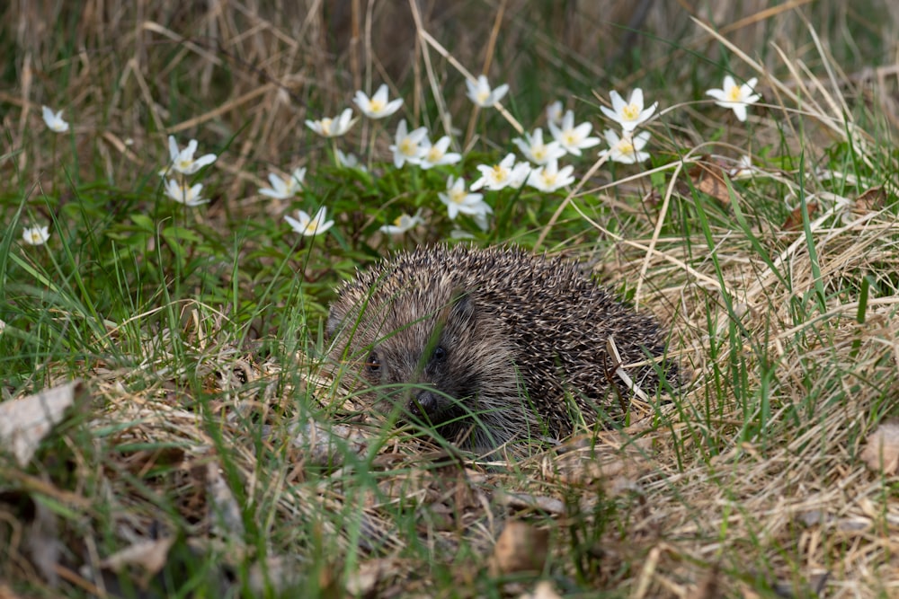 a hedgehog in the grass