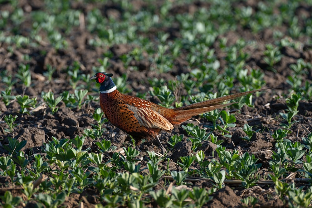 a bird standing on the ground