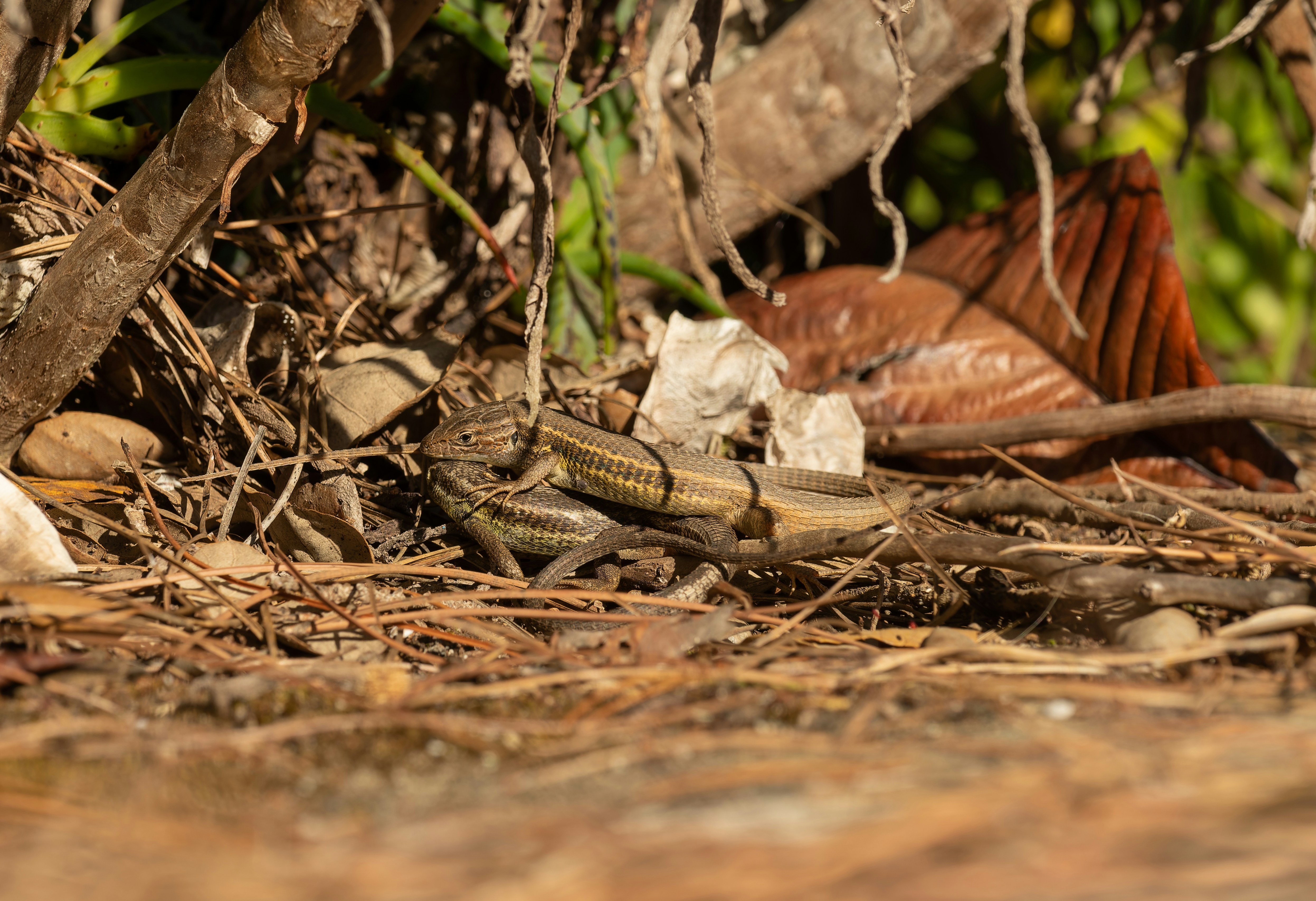 Large Psammodromus lizard. Mating rituals.