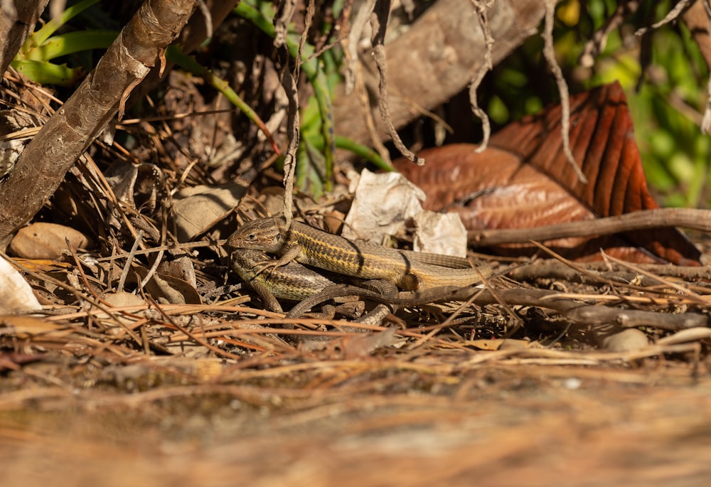 a snake in the woods