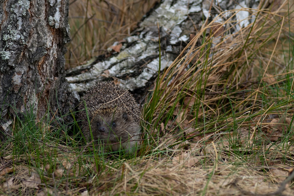 a hedgehog in the grass