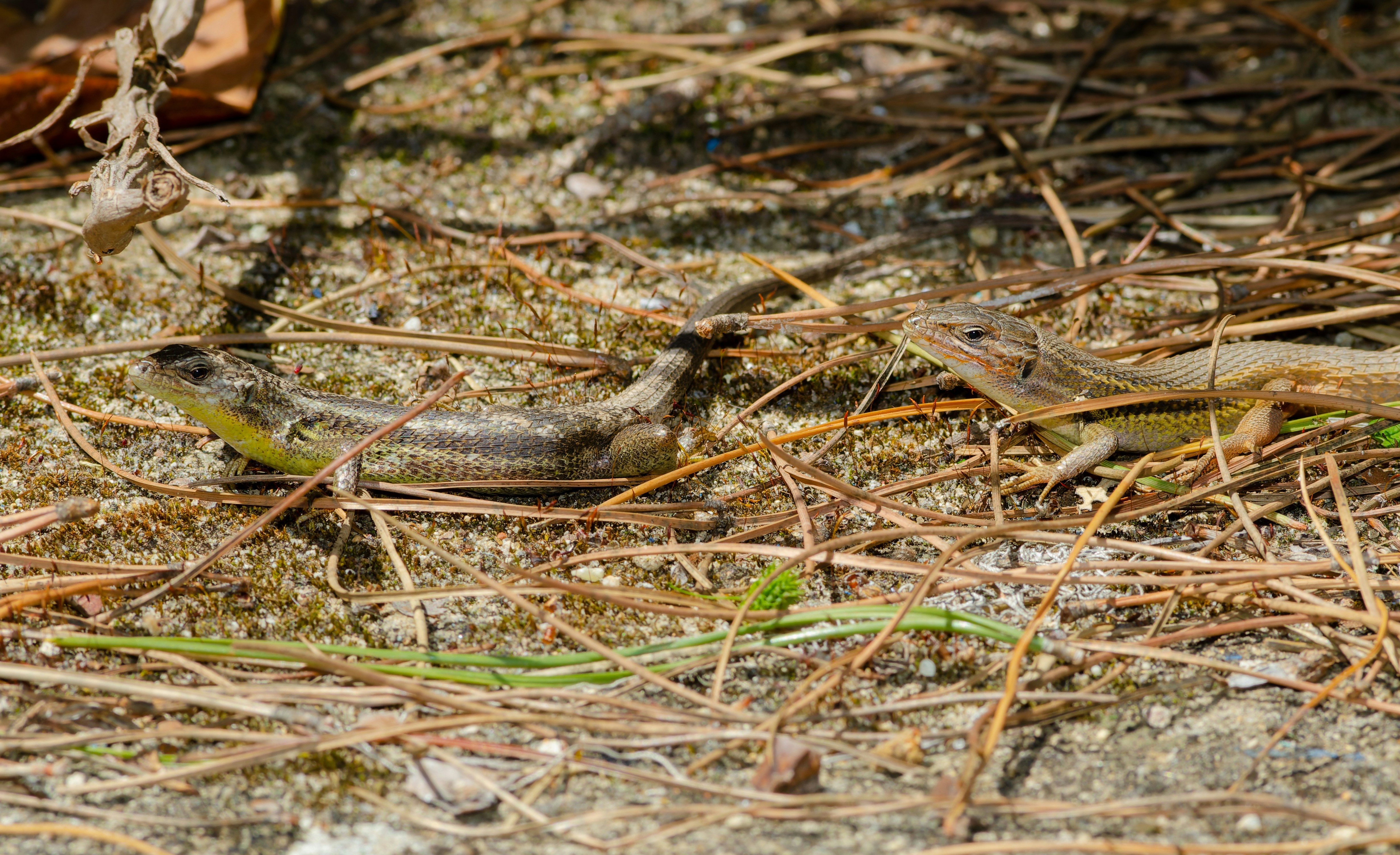 a snake on the ground