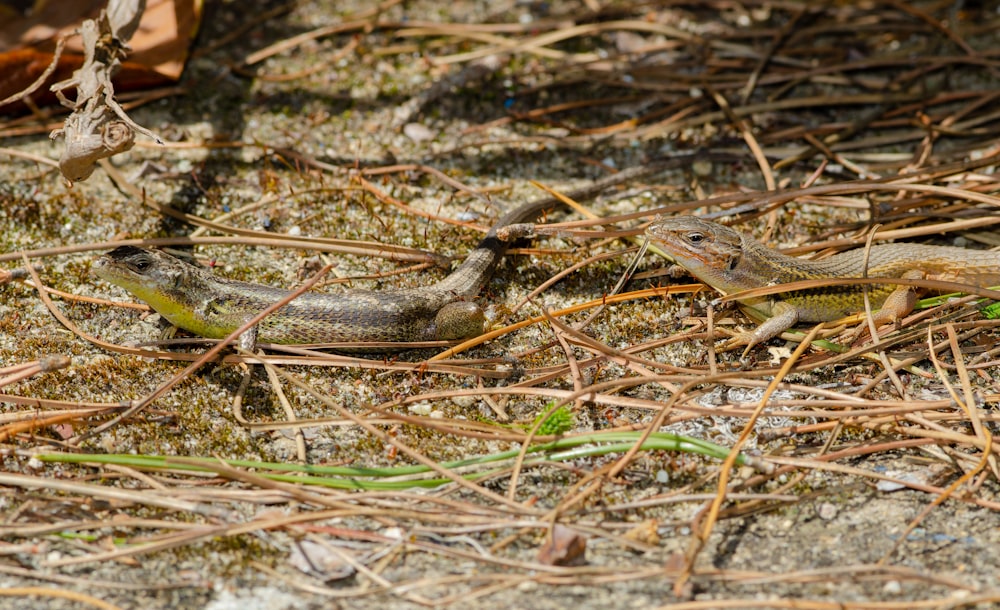 a snake on the ground