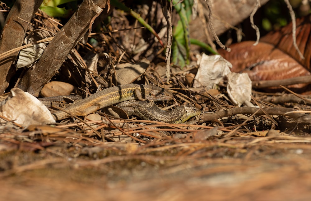 a lizard on the ground