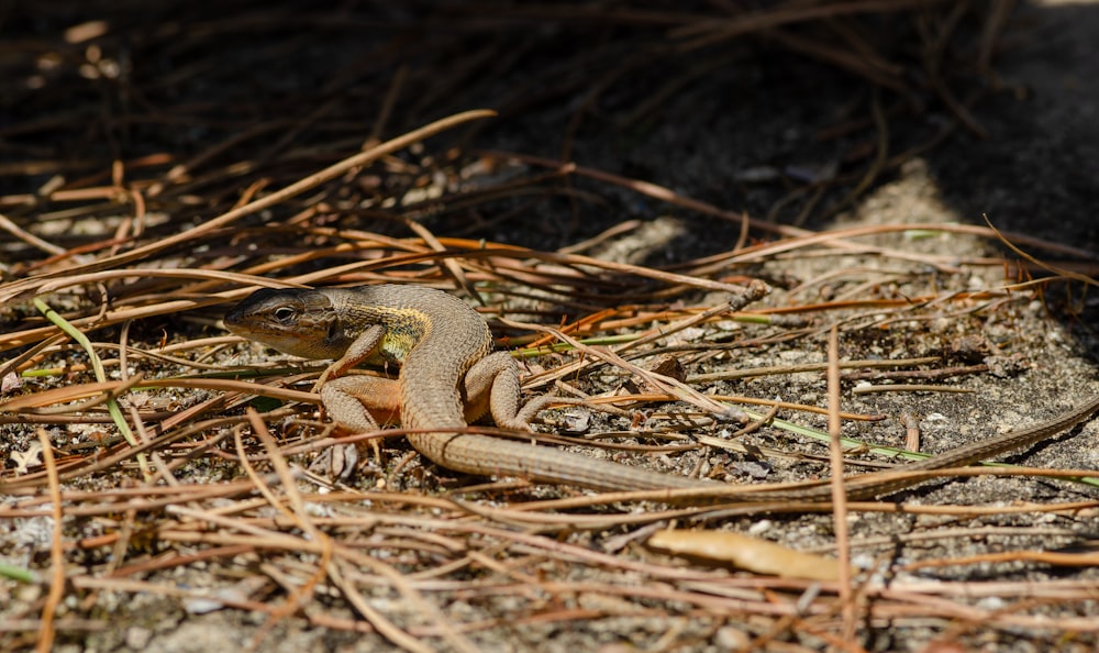 a lizard in the grass