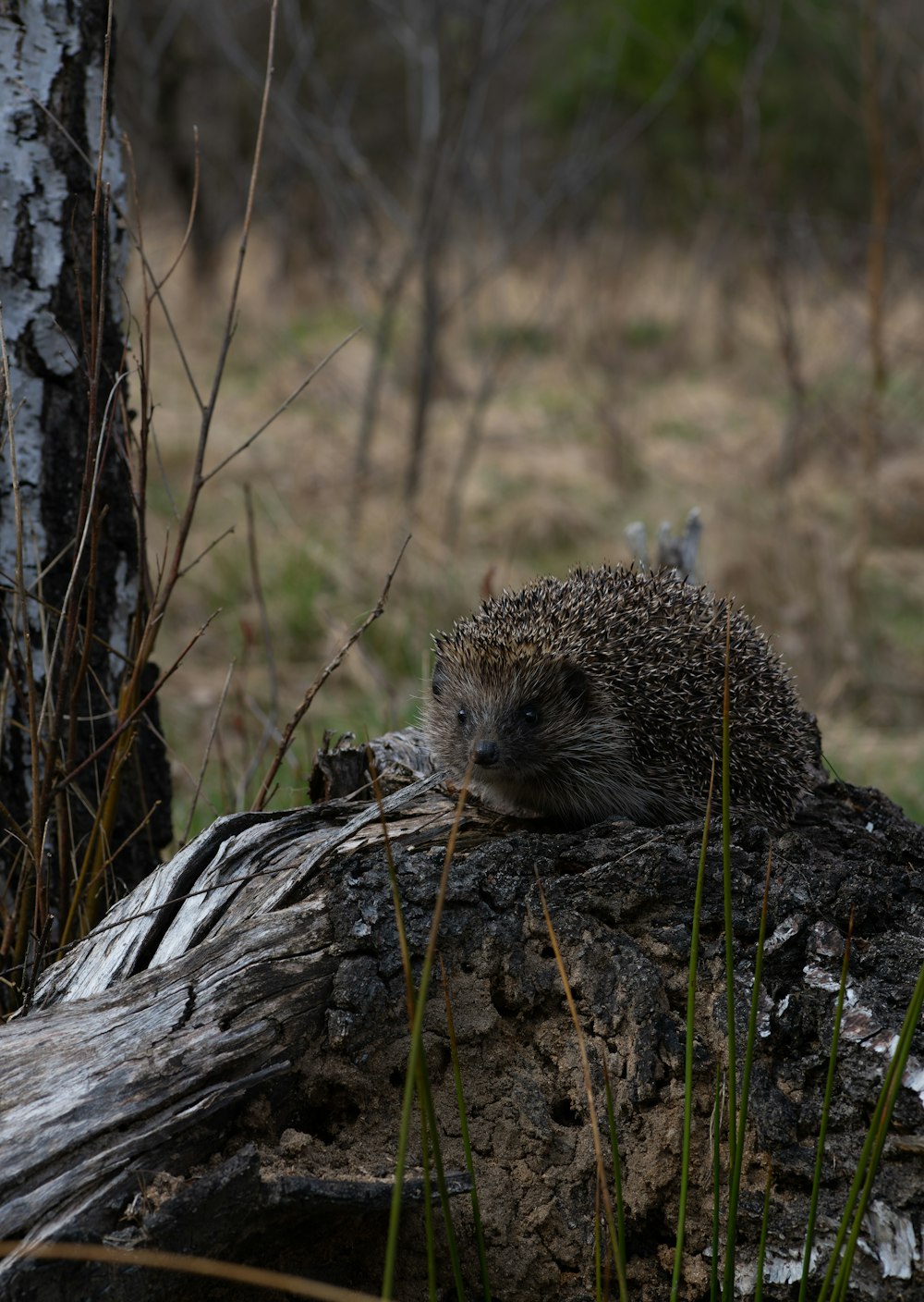 a small animal on a rock