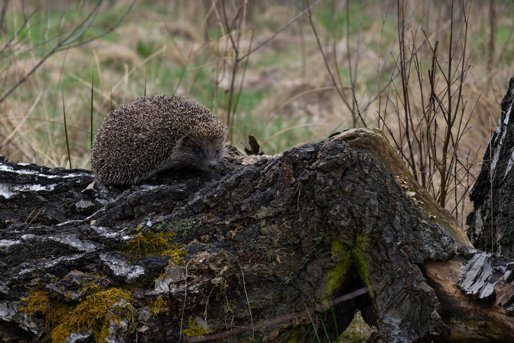 a small animal on a log