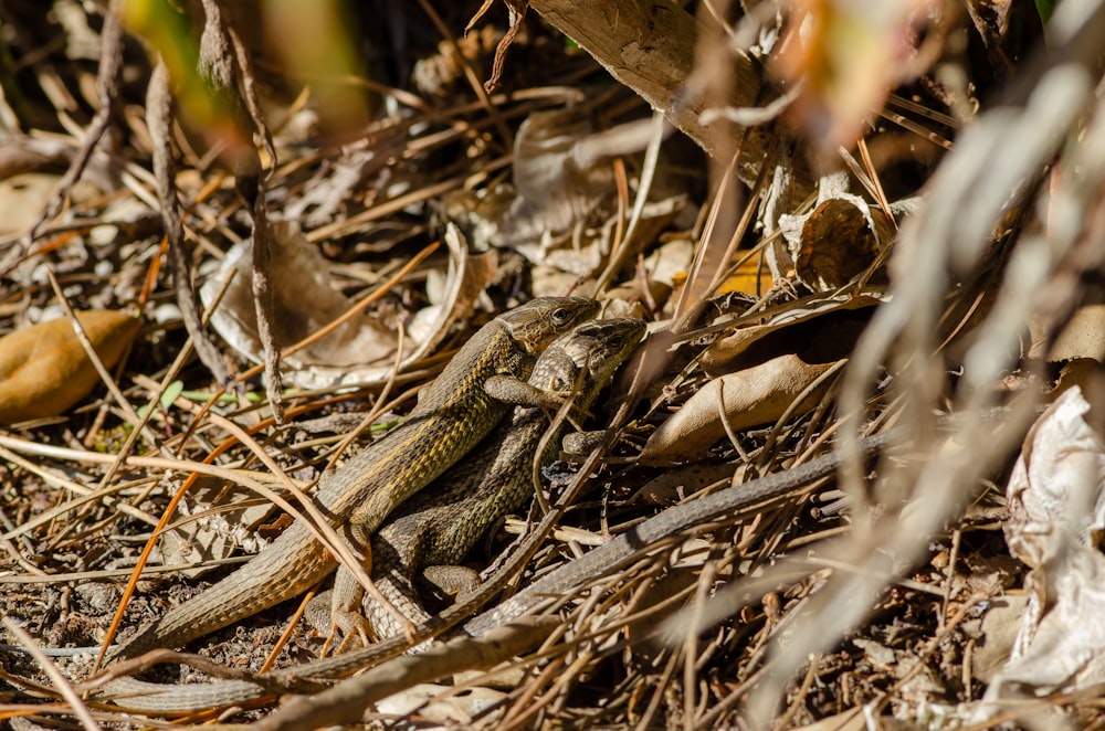 a lizard on the ground