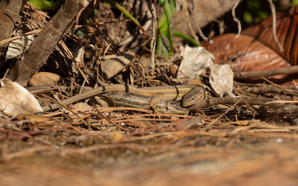 a snake on the ground