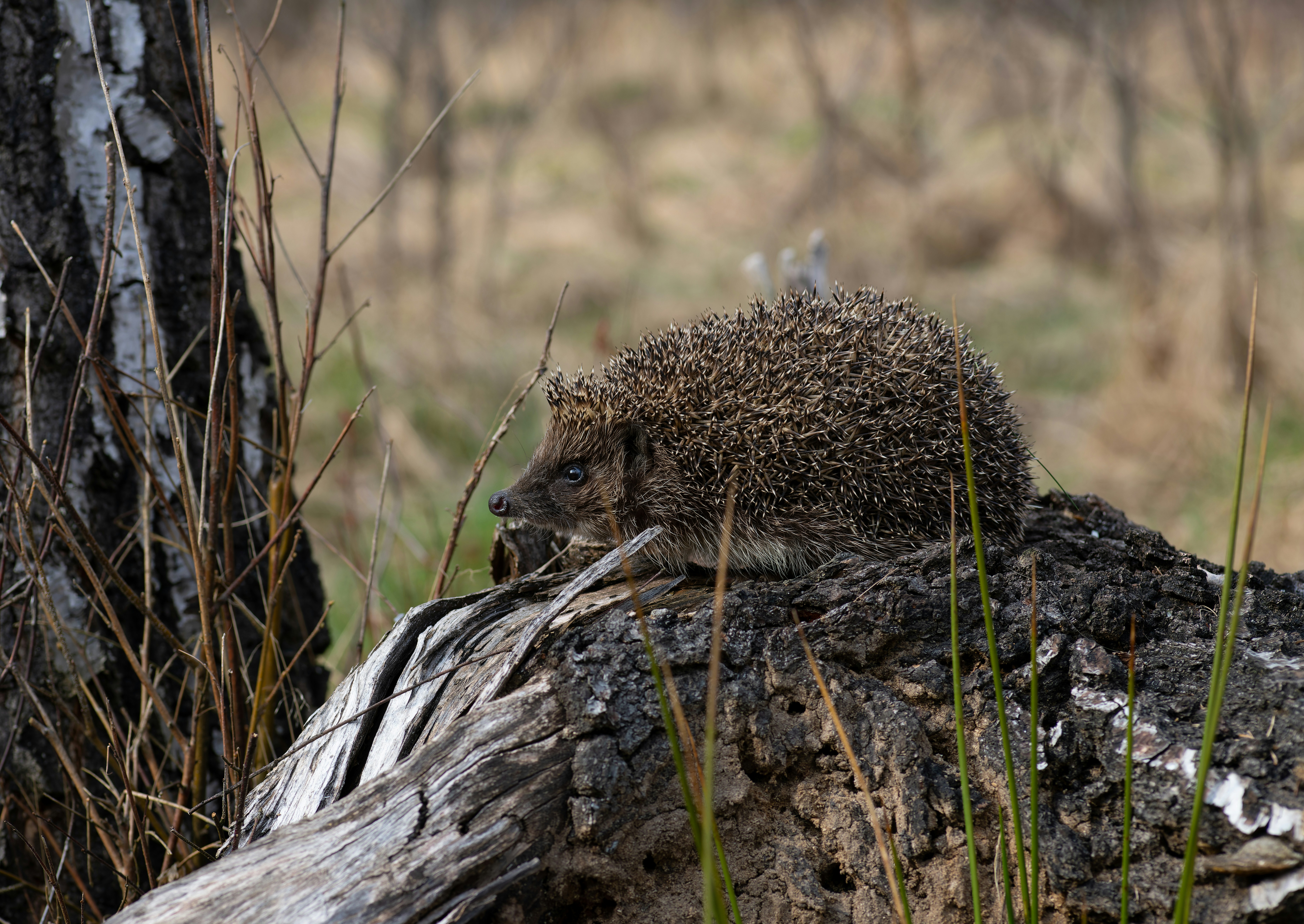 Porcupine vs. The Leopard (image credits: unsplash)
