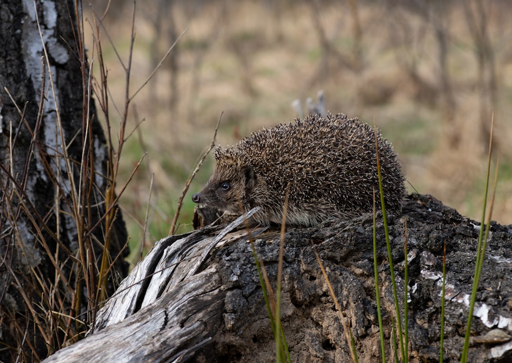 a hedgehog on a rock