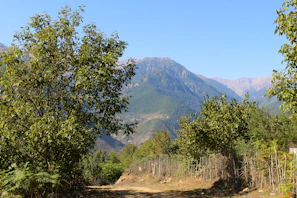 Scenic mountain path framed by lush green forests and clear skies.