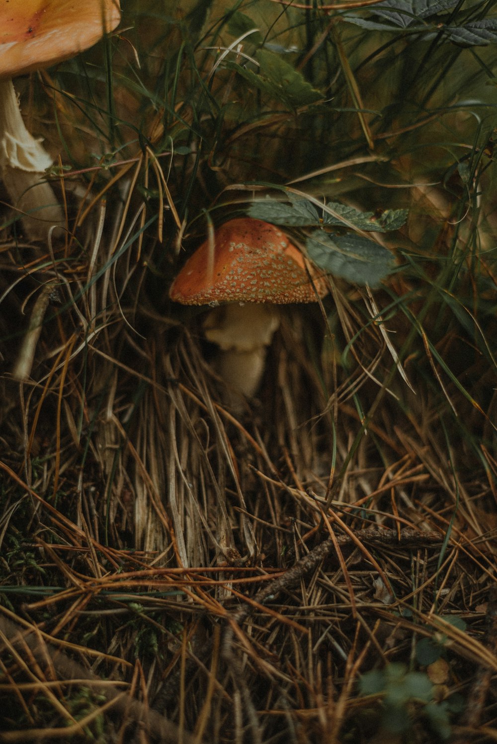a mushroom growing in a grassy area