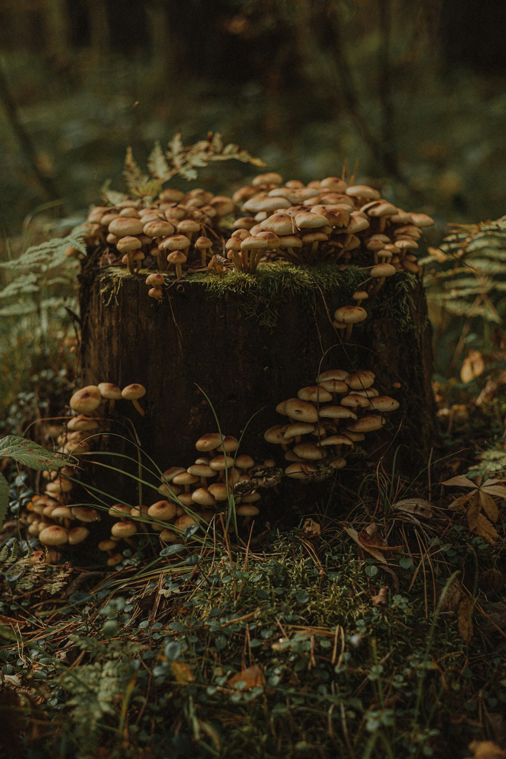 a pile of mushrooms