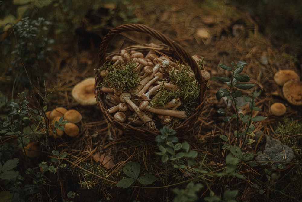 a bird nest with eggs