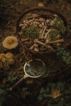 a bowl of nuts and leaves
