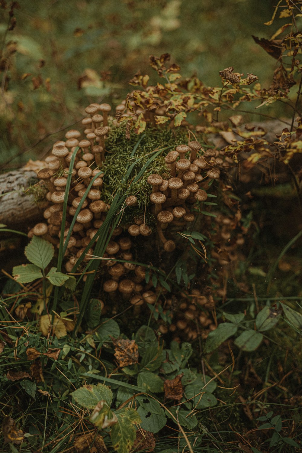 a close-up of some mushrooms