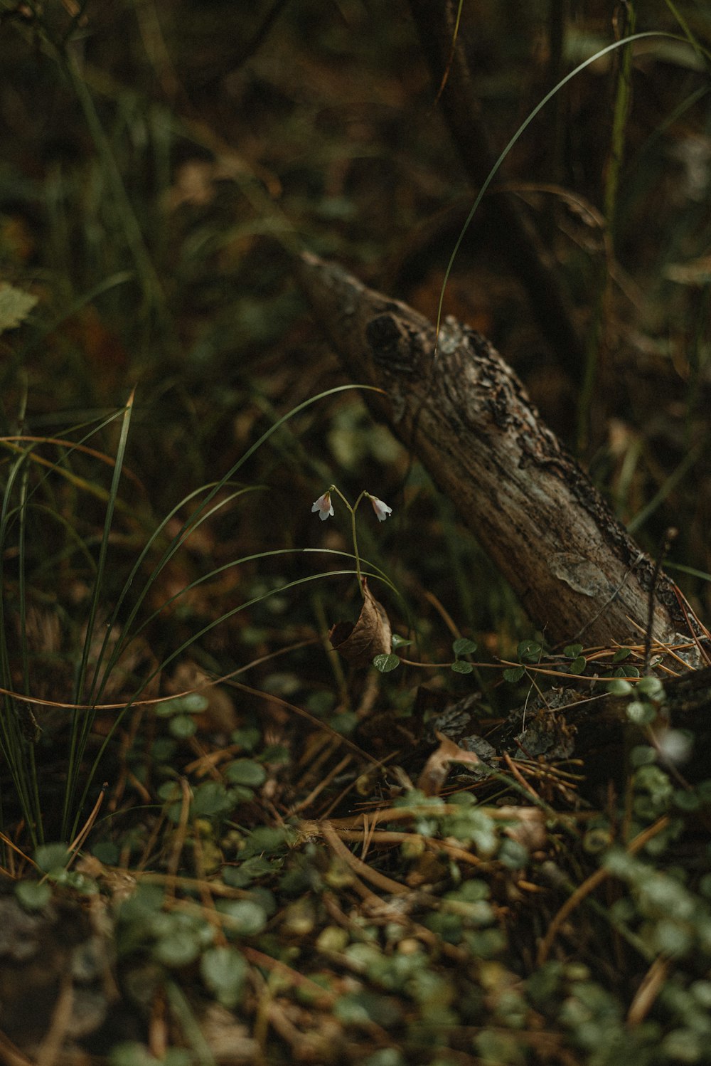 a lizard in the grass