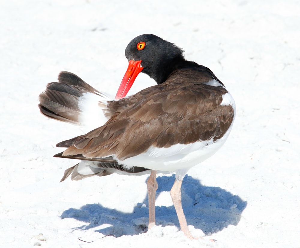 Ein Vogel steht im Schnee