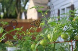 Monarch butterfly resting on a cluster of milkweed plants