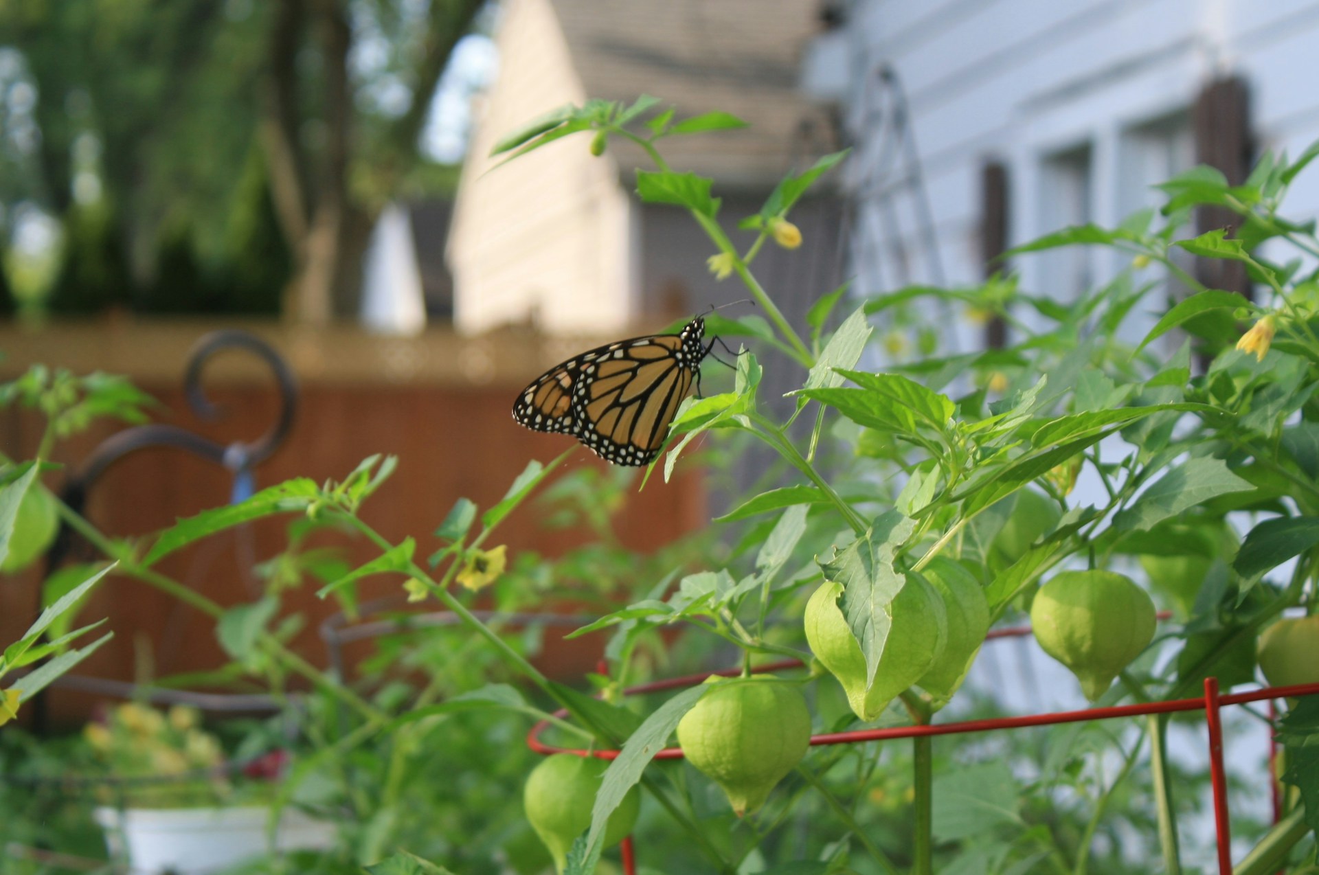 A monarch butterfly rests delicately on the vibrant green leaves of a plant, surrounded by unripe fruits. The background shows a blurred wooden fence and part of a white house, suggesting a garden setting.