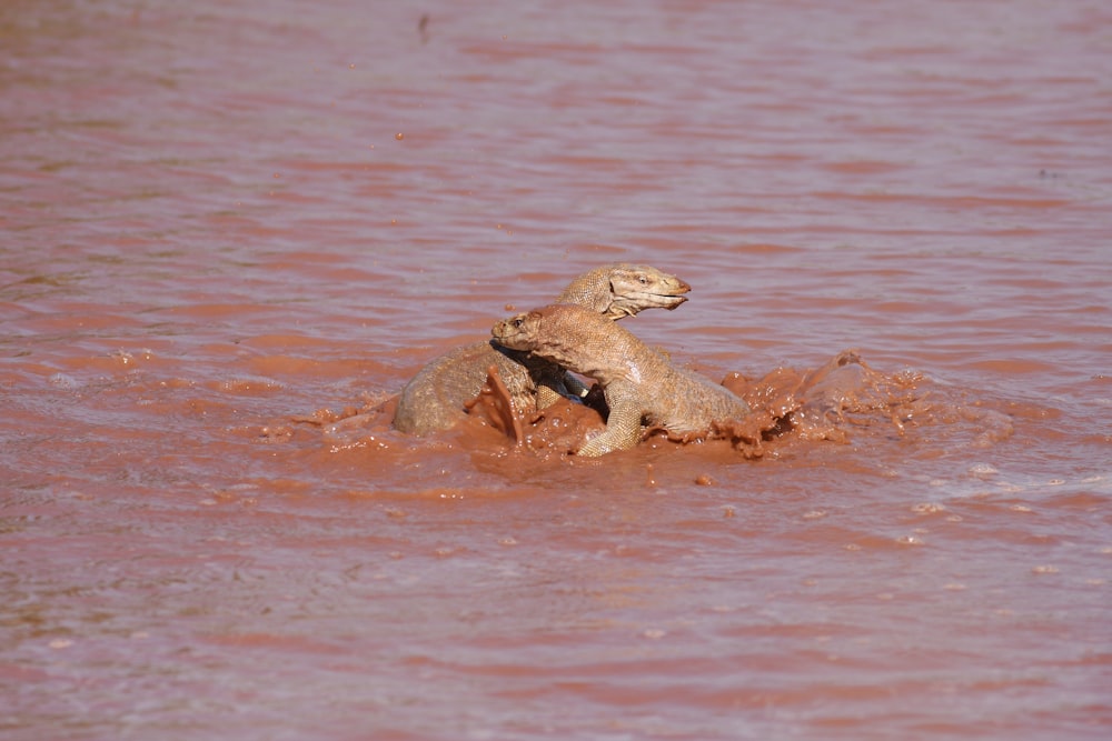 a couple of animals in the water