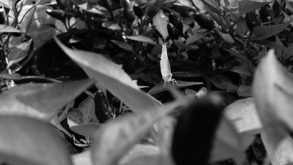 a person holding a plant