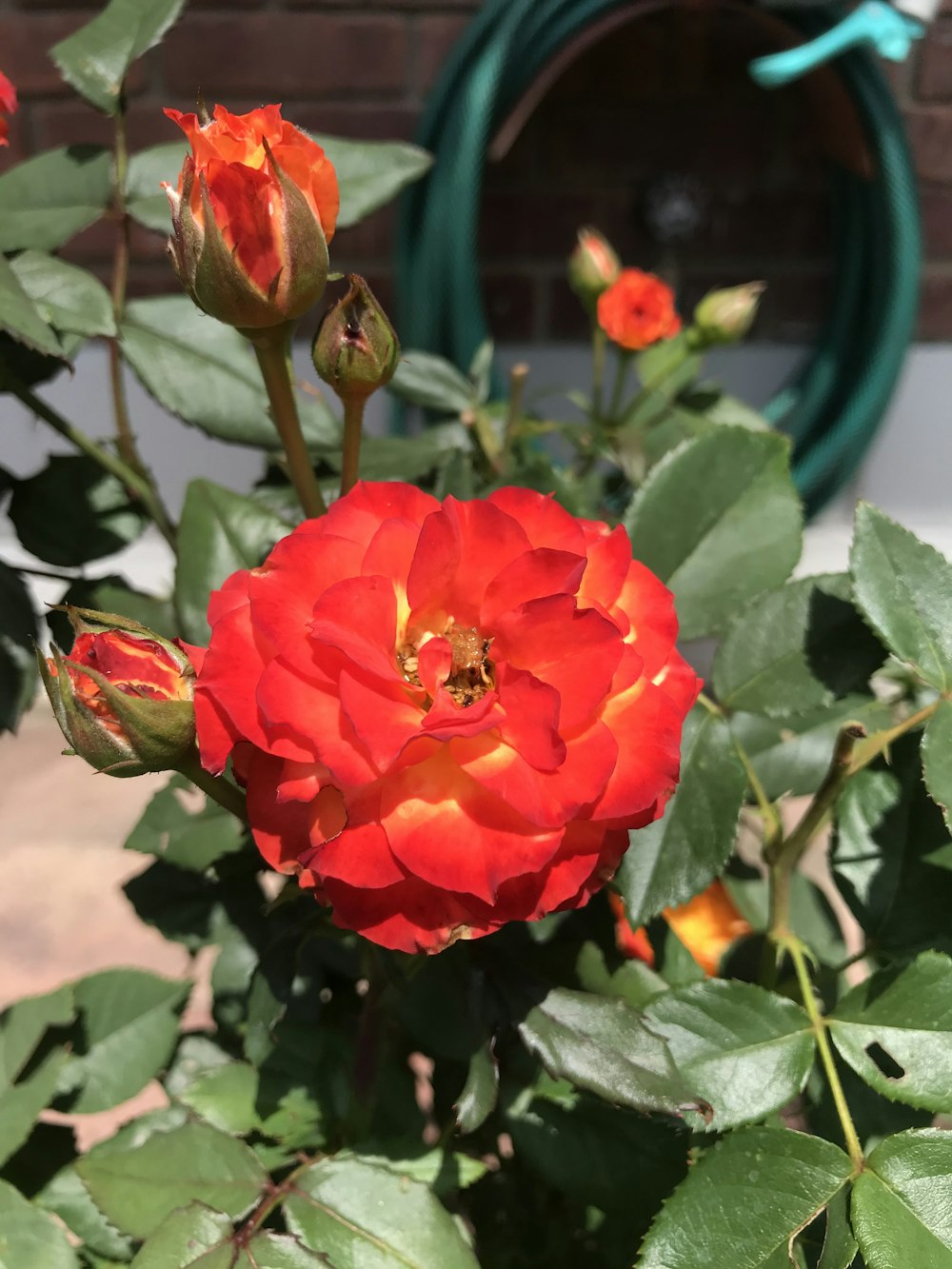 a red flower with green leaves