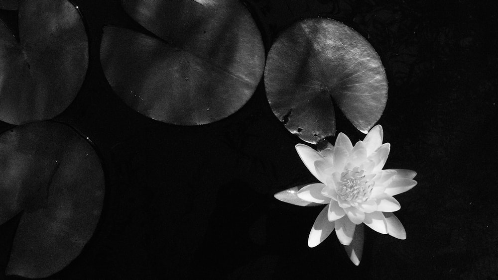 a group of white flowers