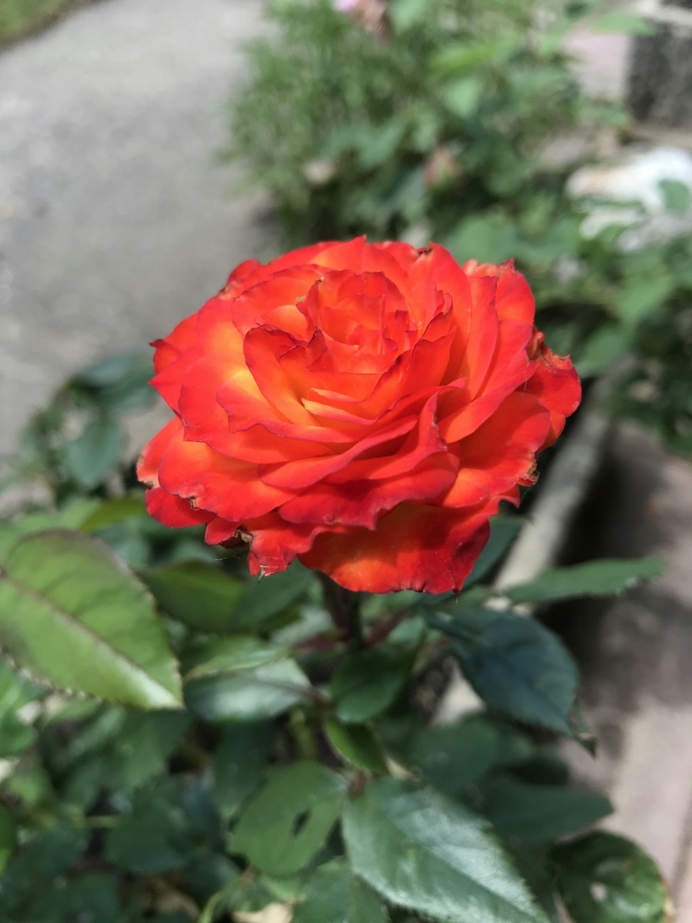 a red rose with green leaves