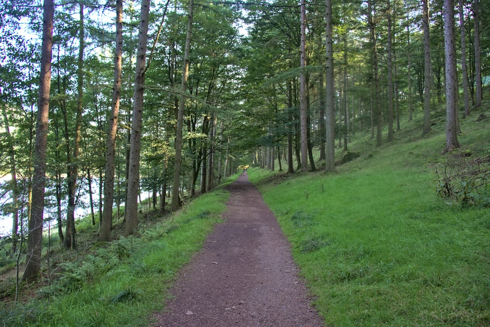 a dirt path through a forest