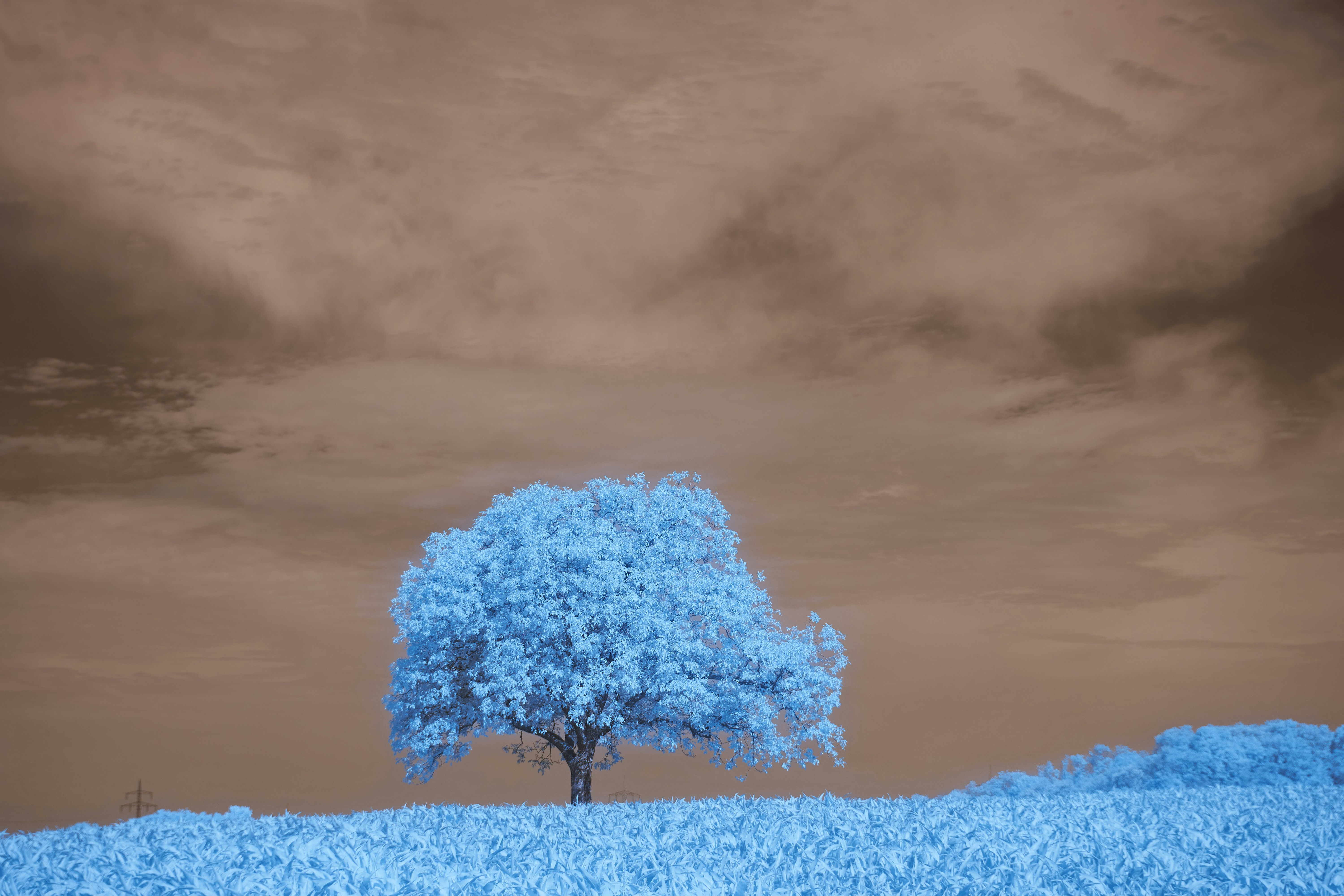 Photo by wolfgang_hasselmann