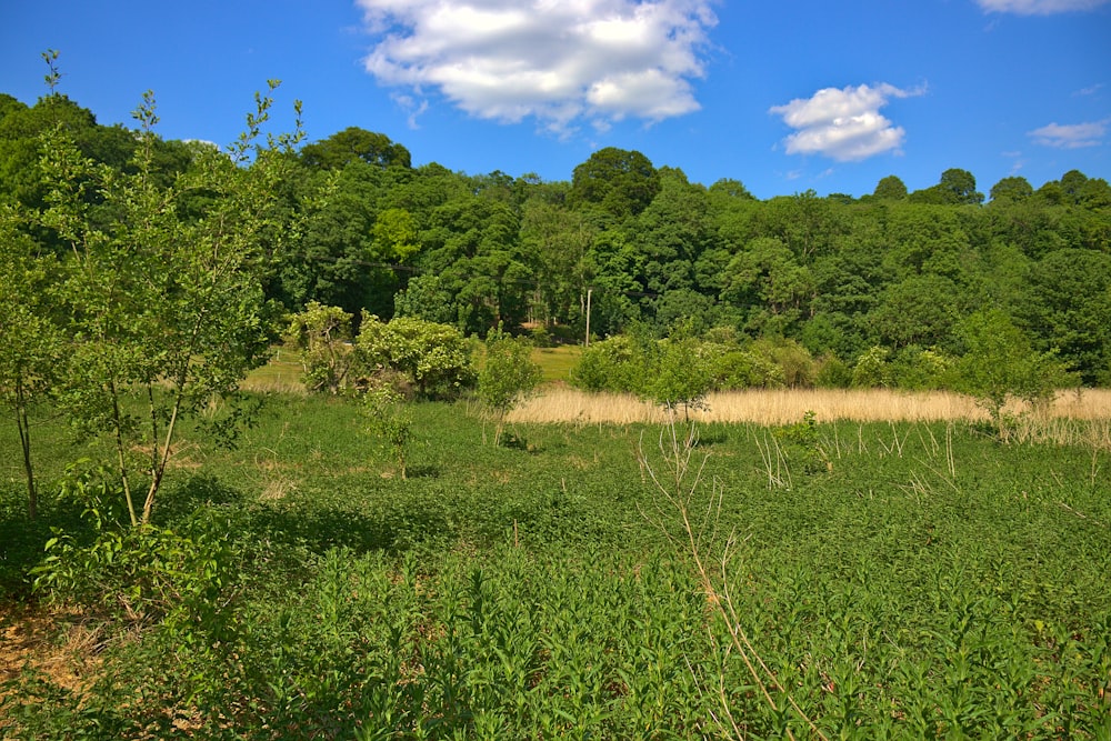 a field of grass and trees