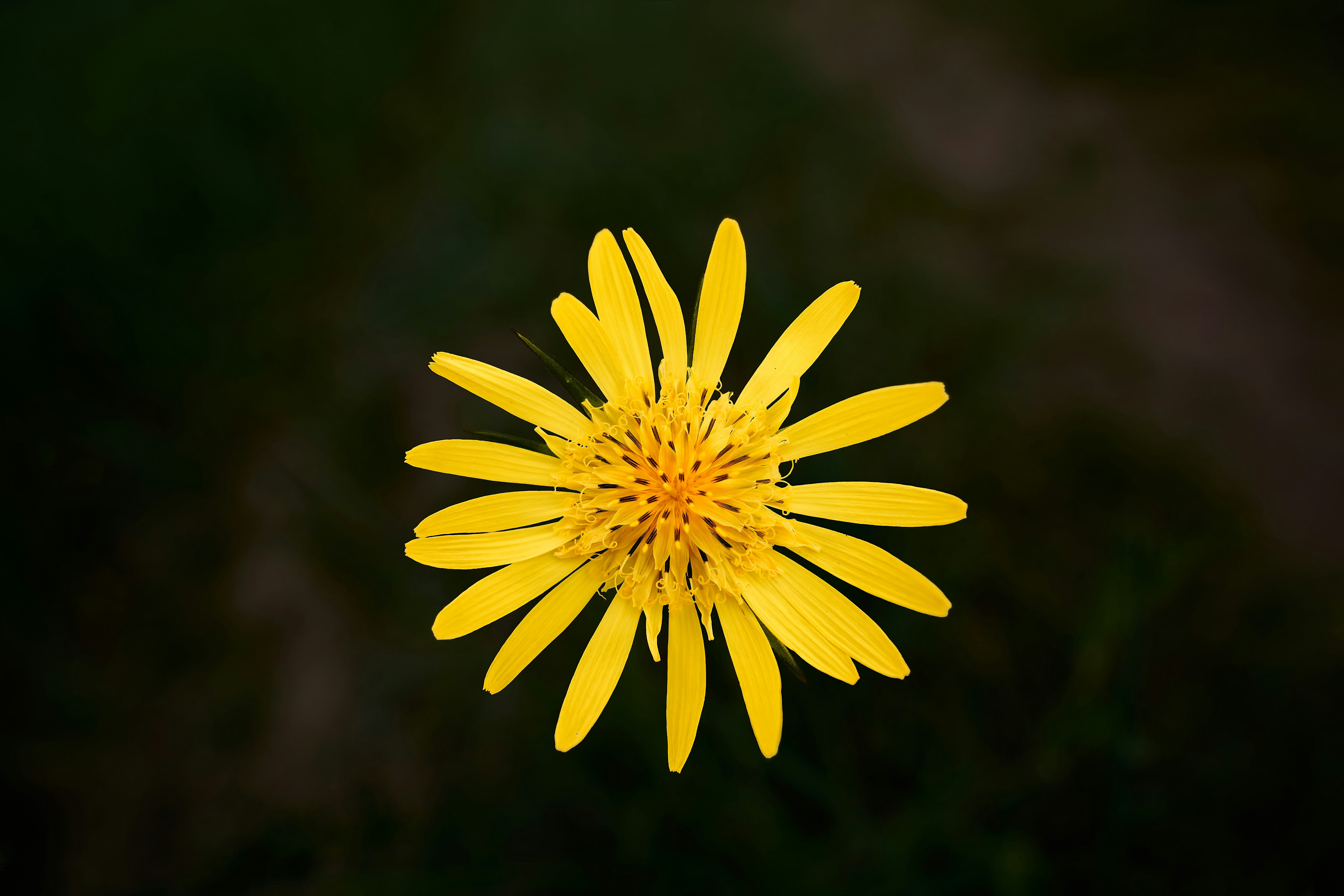 Photo by wolfgang_hasselmann