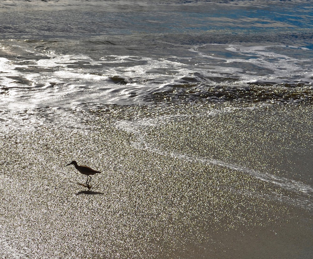 Un pájaro en la playa