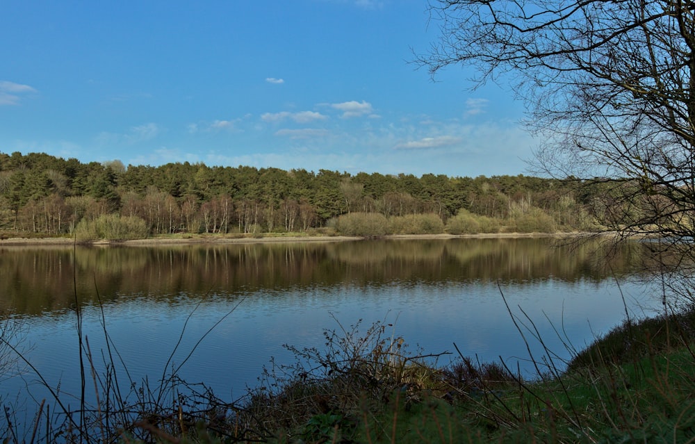 a lake surrounded by trees