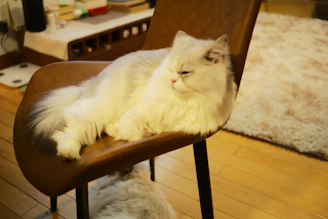 A fluffy cat lounging comfortably on a cozy chair while dressed in a vibrant, hand-stitched outfit.