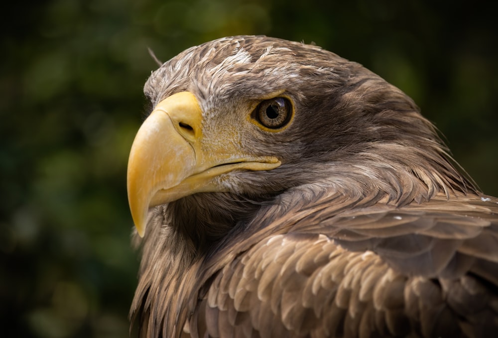 a bird with a yellow beak