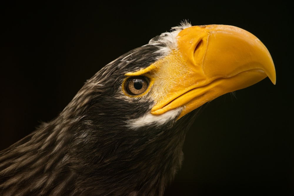 a close up of a bird