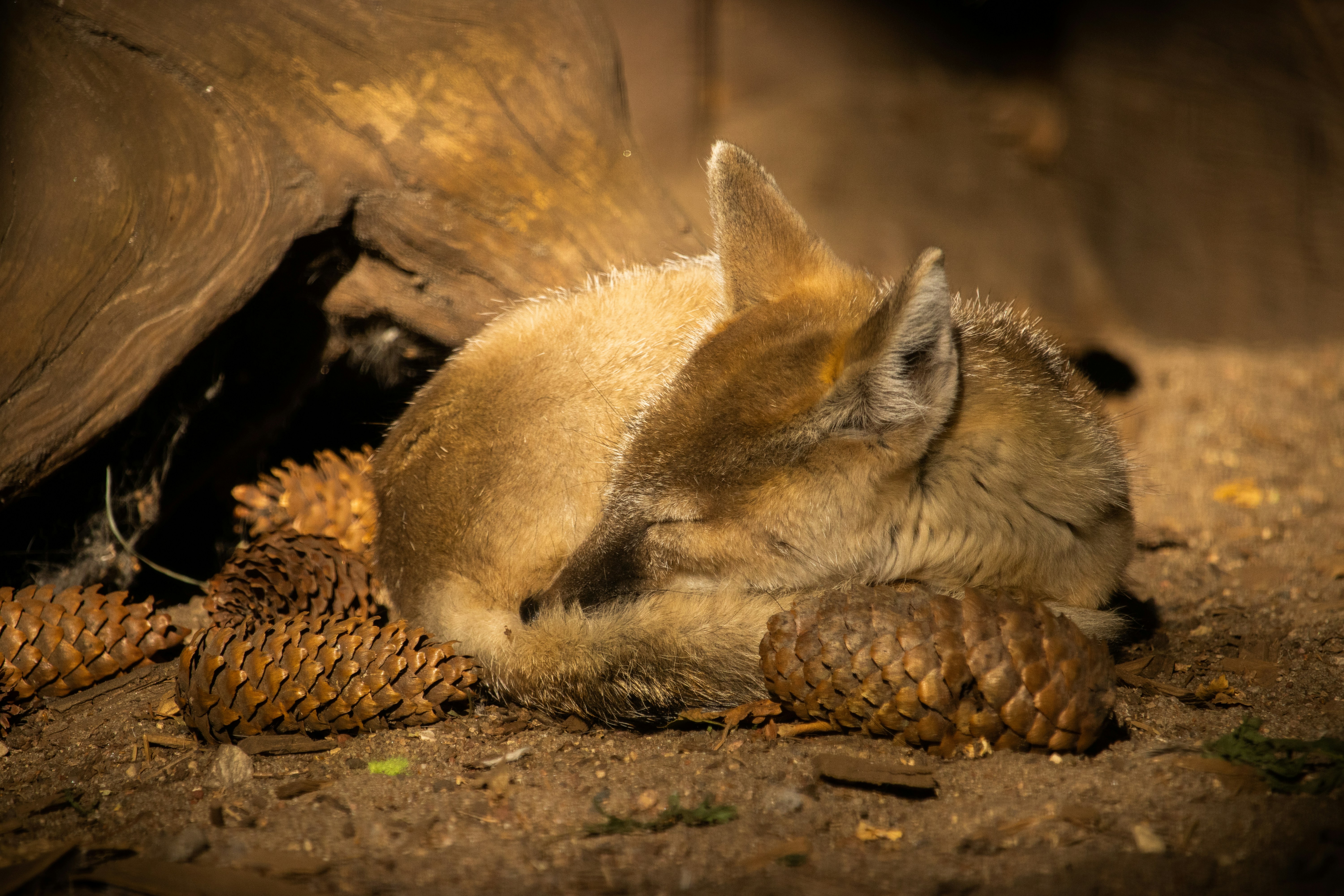 a rabbit lying on the ground