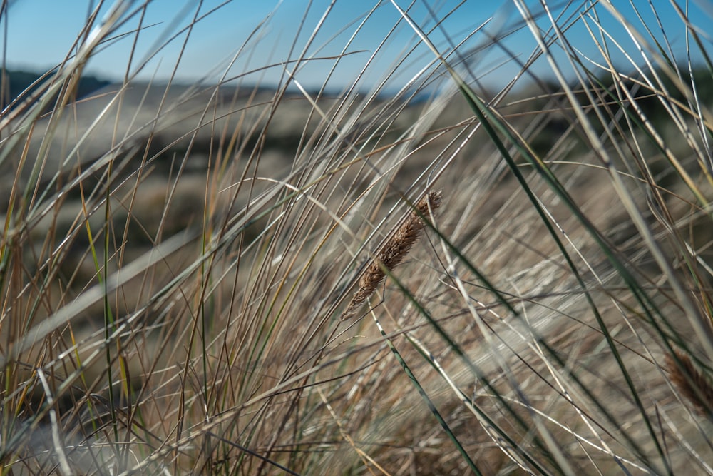 a close-up of some wheat