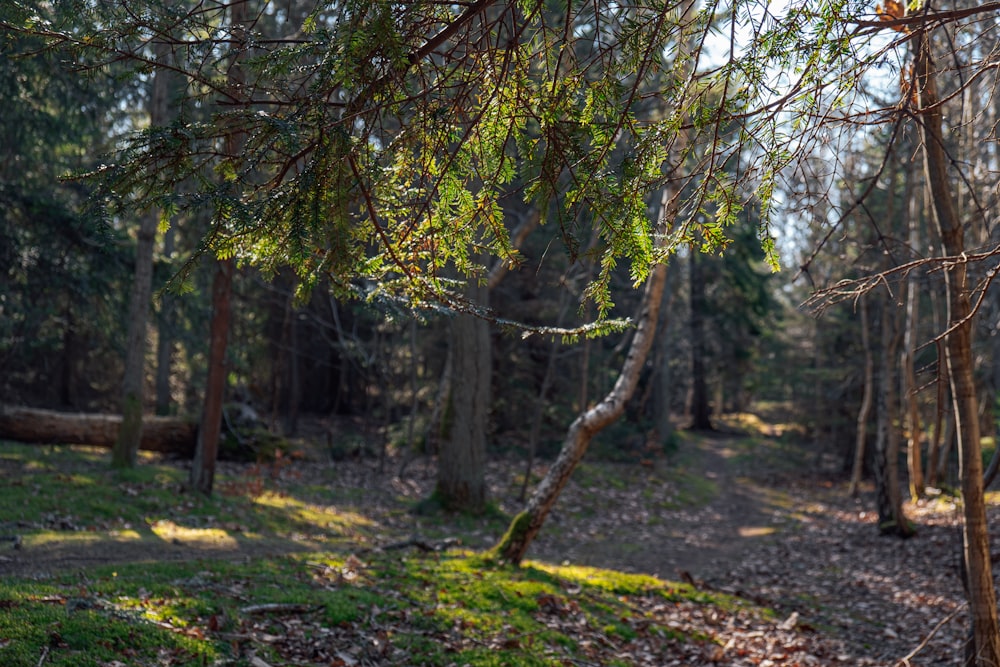 a path through a forest