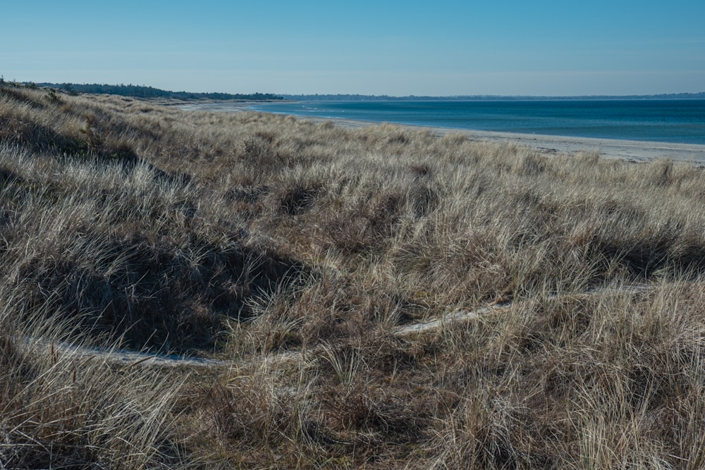 a grassy area next to a body of water