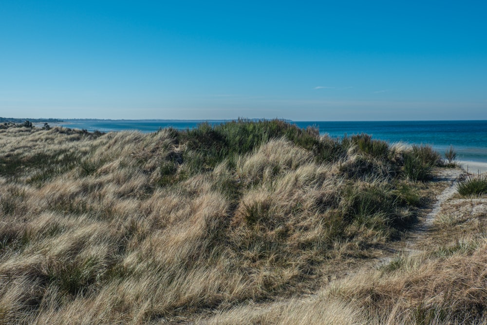 a grassy area with water in the background