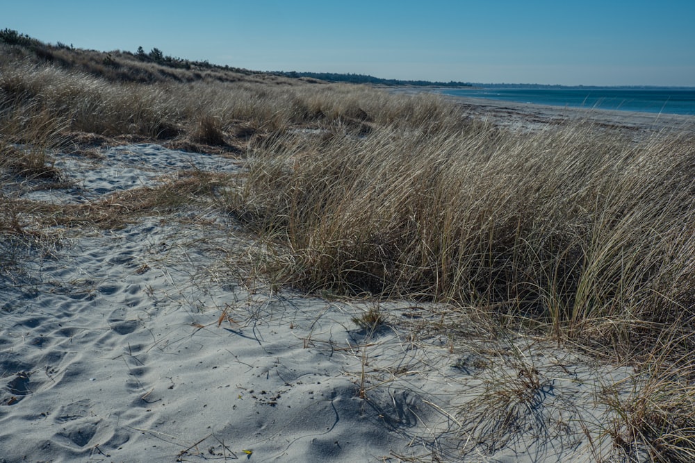a sandy beach with tall grass