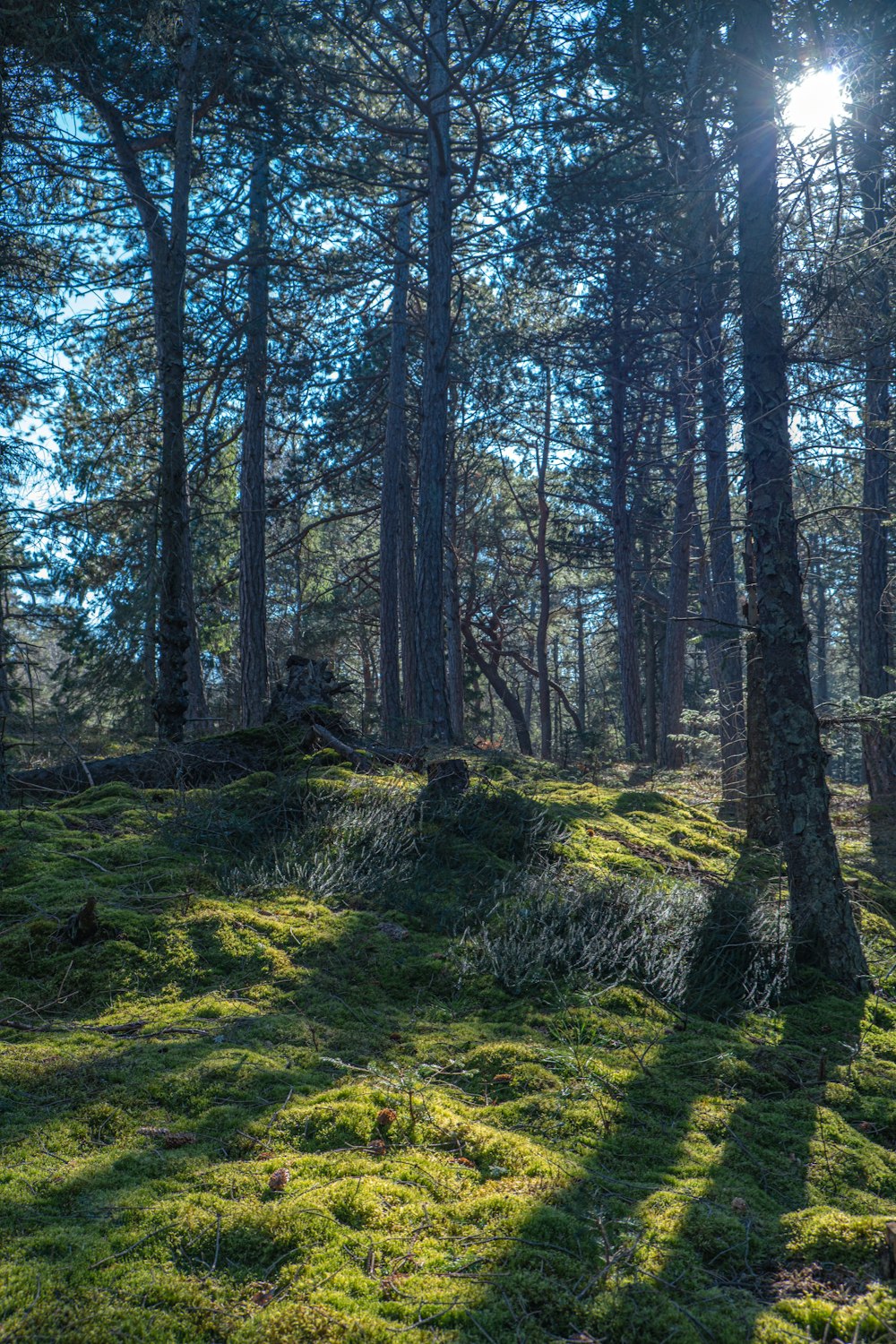 a grassy area with trees in the back